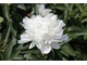 Białe peonie zachwycają zapachem