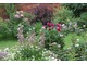 W romantycznym ogrodzie przeważają barwy białe, różowe i niebieskie. Nie brakuje także krzewów o liściach w mocnym kolorze bordo (perukowiec podolski)