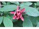 Kwiat kielichowca wonnego (Calycanthus floridus), z powodu zapachu kwiatów nazywany bywa drzewem truskawkowym