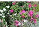 Róże z białymi goździkami brodatymi, fot. Danuta Młoźniak