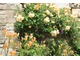 Róże z liliowcami, fot. Danuta Młoźniak