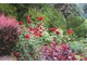 Czerwone róże z purpurowym berberysem i perukowcem, fot. Danuta Młoźniak