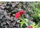 Czerwona róża na tle purpurowych liści pęcherznicy, fot. Danuta Młoźniak