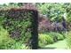 Rabaty mogą być tak szerokie jak tylko potrzeba i ciągnąć się aż do domu, trawniki są zastępowane kępami trawy i kwiatami (Red Border w Hidcote Manor)