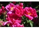  Rosa gallica ‘Officinalis’, zwana różą aptekarzy