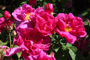  Rosa gallica ‘Officinalis’, zwana różą aptekarzy