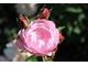 Róża burbońska "Pierre Oger" 