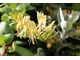 Wiciokrzew (Lonicera tragophylla)