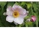 Zawilec japoński (Anemone japonica)