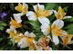 Alstremerie ((Alstroemeria), zwane "peruwiańskimi liliami" należą do rodziny jednoliściennych