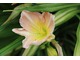 Liliowiec (Hemerocallis)