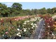 Od czasu powstania szkółka wyhodowała prawie dwieście nowych angielskich róż, które ciągle wywołują niemałe poruszenie w światowym ogrodnictwie