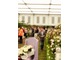 Róże Austina na Chelsea Flower Show zdobyły 14 złotych medali