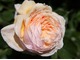 "A Shropshire Lad"