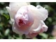 "Wedgwood Rose"