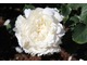 "William and Catherine" - tę różę zakupiłam do swojego ogrodu