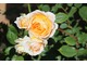 "Crown Princess Margareta"