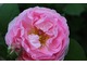 Najważniejsza róża - "Constance Spry" - zdjęcia z mojego ogrodu