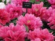 Paeonia duchess "Of Kent"