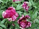 Paeonia "Kokuryu - Nishiki"