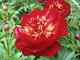  Paeonia lactiflora "Buckeye Belle"