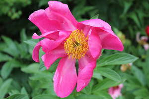 Paeonia "Scarlett O'Hara"