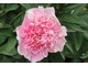 Paeonia lactiflora "Do Tell"