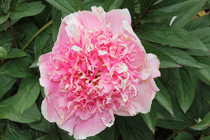 Paeonia lactiflora "Do Tell"