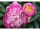 Paeonia lactiflora "Bowl of Beauty"