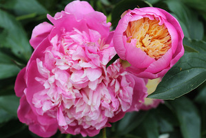 Paeonia lactiflora "Bowl of Beauty"