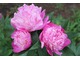 Paeonia lactiflora "Kelway's Brillant"