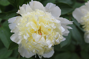 Paeonia lactoflora "Voque"