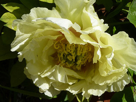 Paeonia suffruticosa "Yellow Heaven"