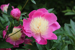  Paeonia "Raspberry Sundae"