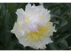 Paeonia lactiflora "Top Brass"