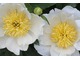 Paeonia lactiflora