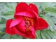 Paeonia "Blaze"