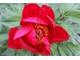 Paeonia "Blaze"