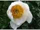 Paeonia lactiflora