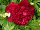 Paeonia lactiflora "Felix Supreme"
