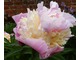 Paeonia lactiflora "Sorbet"