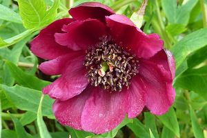 Paeonia delavayi