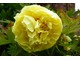 Paeonia "Yellow Crown"