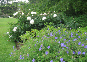 Peonie na rabacie z bodziszkami