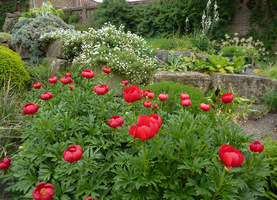 Paeonia peregrina w ogrodzie skalnym