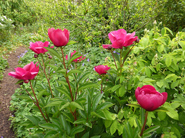 Peonie i róże