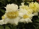 Paeonia "Honey Gold", fot. Hanna Szczęsna