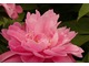 Paeonia "Nice Gal", fot. Hanna Szczęsna