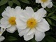 Paeonia "Krinkled White", fot. Hanna Szczęsna