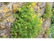 Corydalis wysiewa się i rośnie na murach i w szczelinach